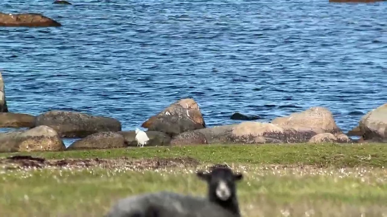 Silkesh&auml;ger - Little Egret