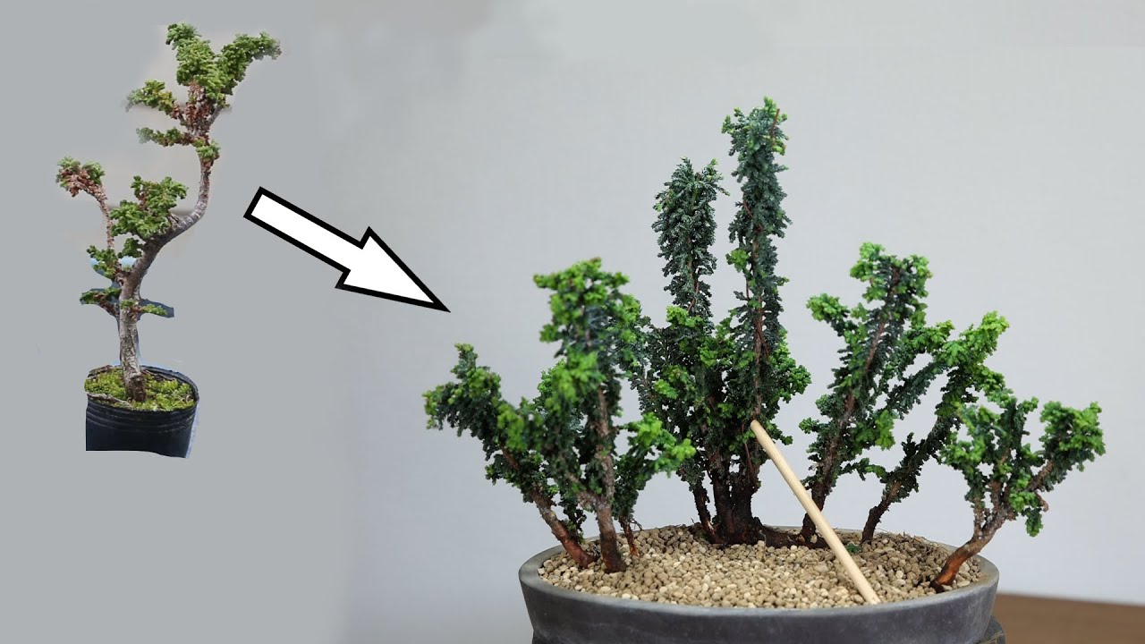 3年で作った盆栽素材　盆栽をはじめる　根連なり盆栽の作り方