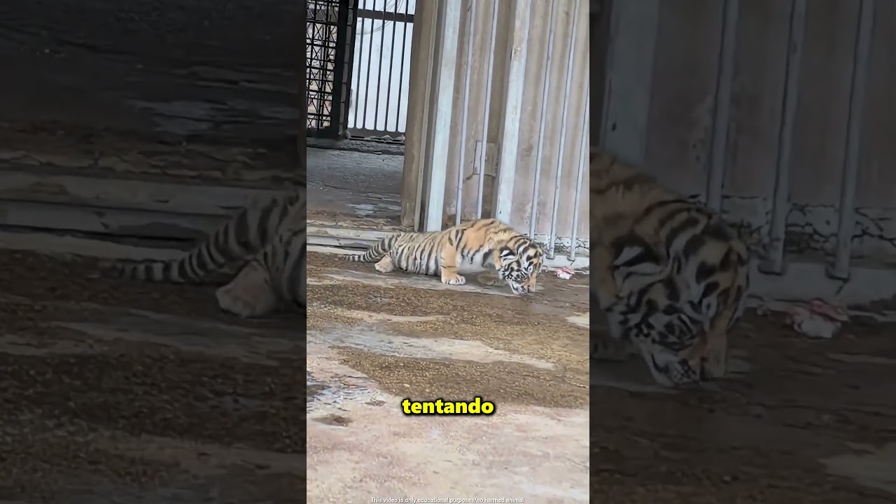 Este homem confundiu o filhote com um tigre adulto 😮