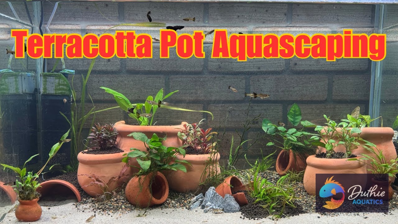 Unique Aquascaping withTerracotta Pots: Creative Designs