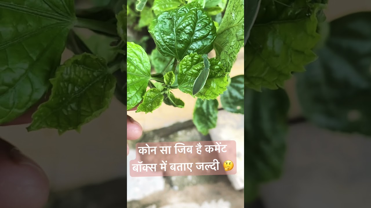 #virlvideo #subscribe #lovequotes #youtube #cometapodcast #konsajibhai#instagram #rap #hiphop