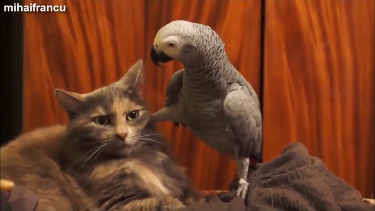 PERROQUET COMPILATION INSOLITE !!!