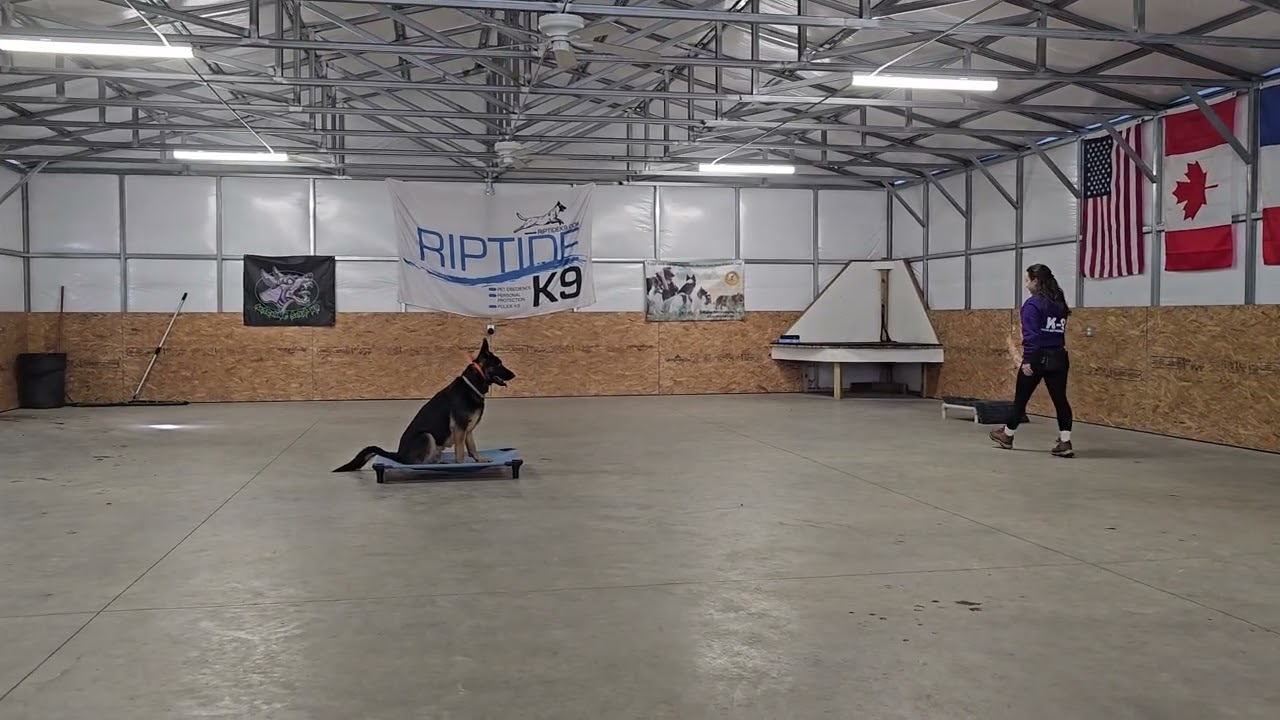 Levi off leash training 2-11-26