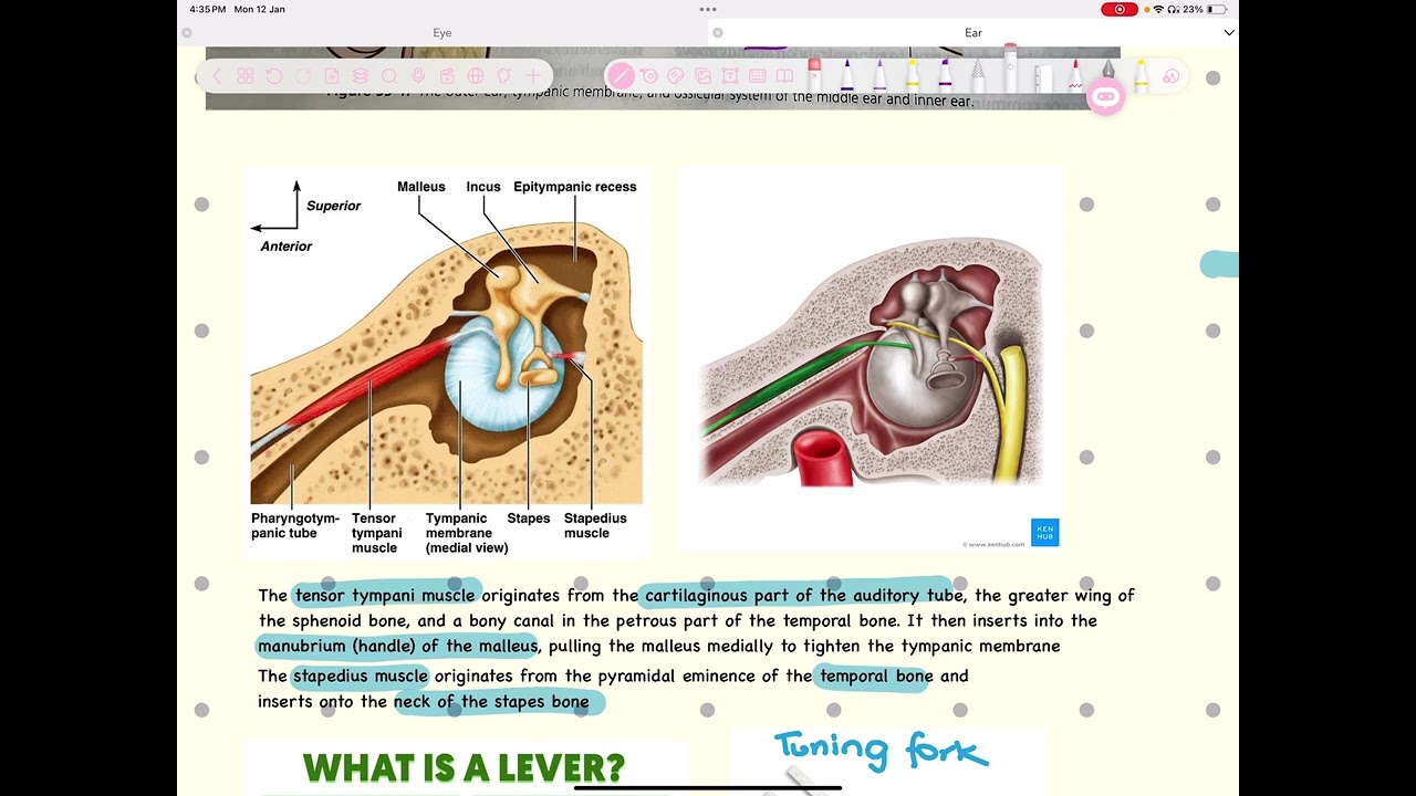 Outer, Middle and Inner ear