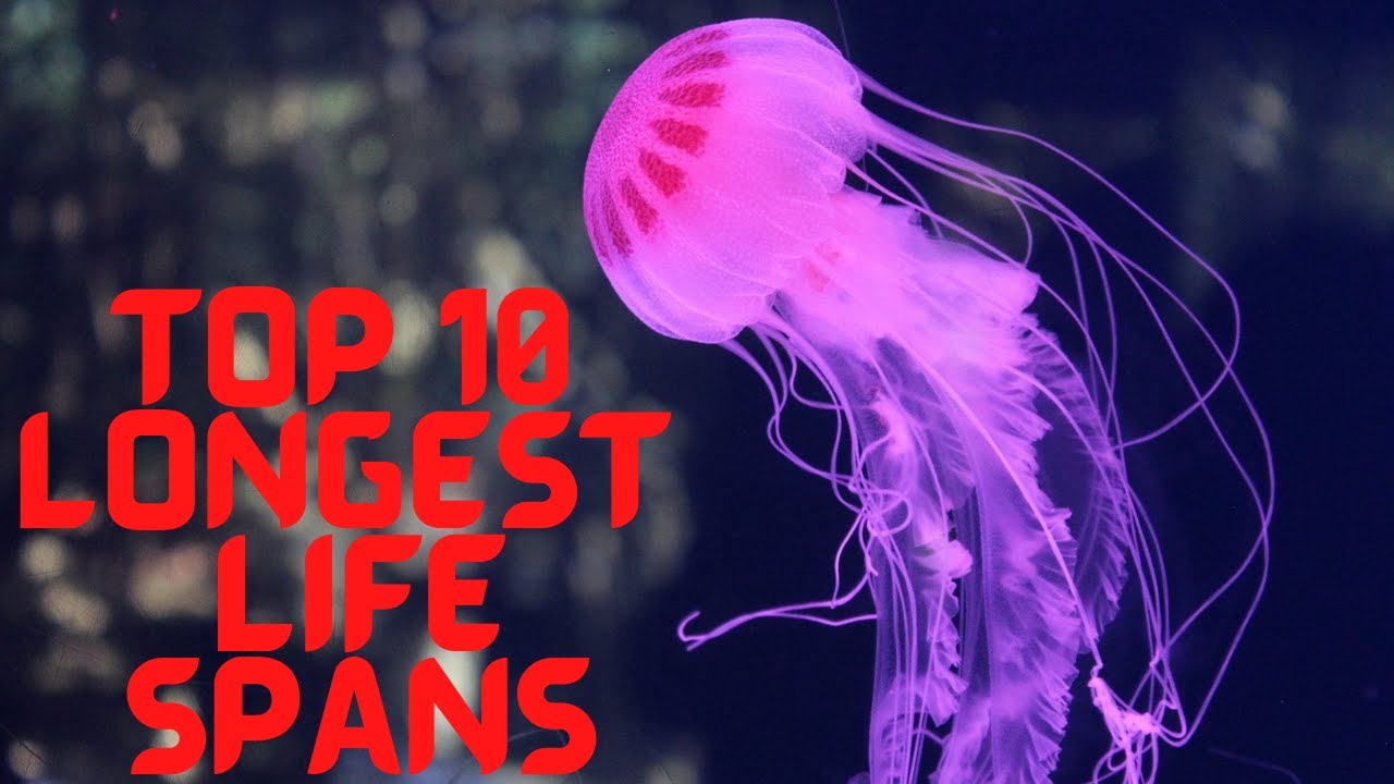 Top 10 Longest Life Spans