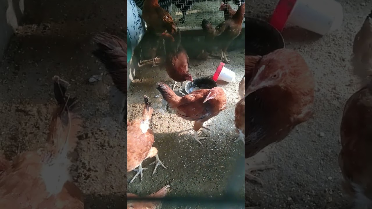#chickenfarm rir murga for sale location nabha ph 8437556395