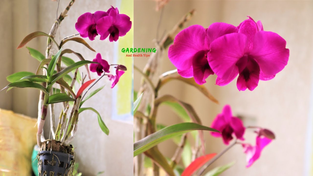 অর্কিড ফুল গাছের সম্পূর্ণ পরিচর্যা || অর্কিড গাছে ফুল না আসার কারণ। ||  Total care Orchid Flower