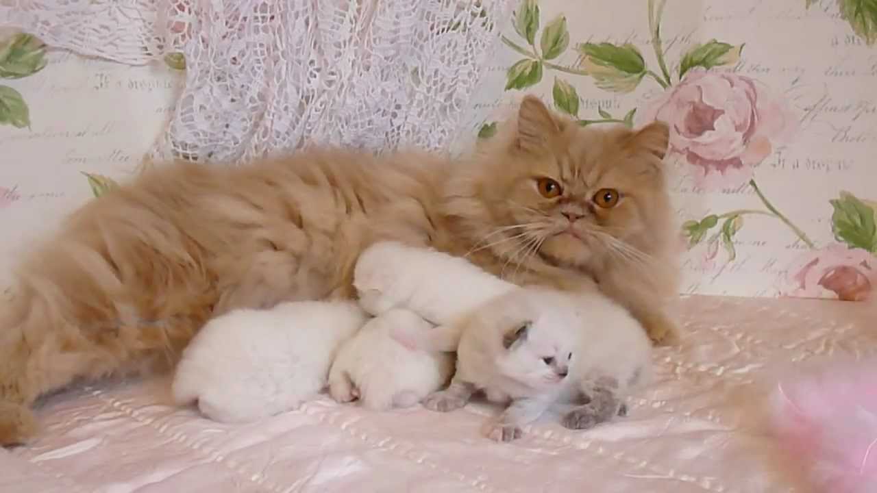 Day 13 Primrose and Willie's Himalayan Kittens - Nov 12, 2012 - Victorian Gardens Cattery