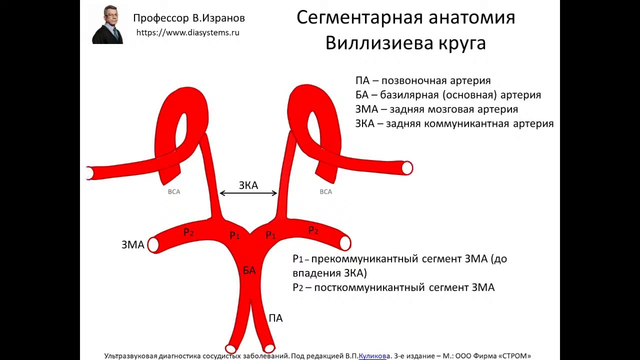 Клиническая и ультразвуковая анатомия брахиоцефальных артерий.  2 ЧАСТЬ