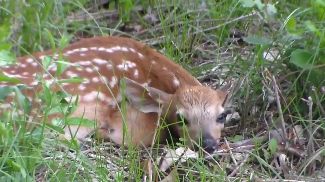 Found Baby Deer Fawns 05-26-2017