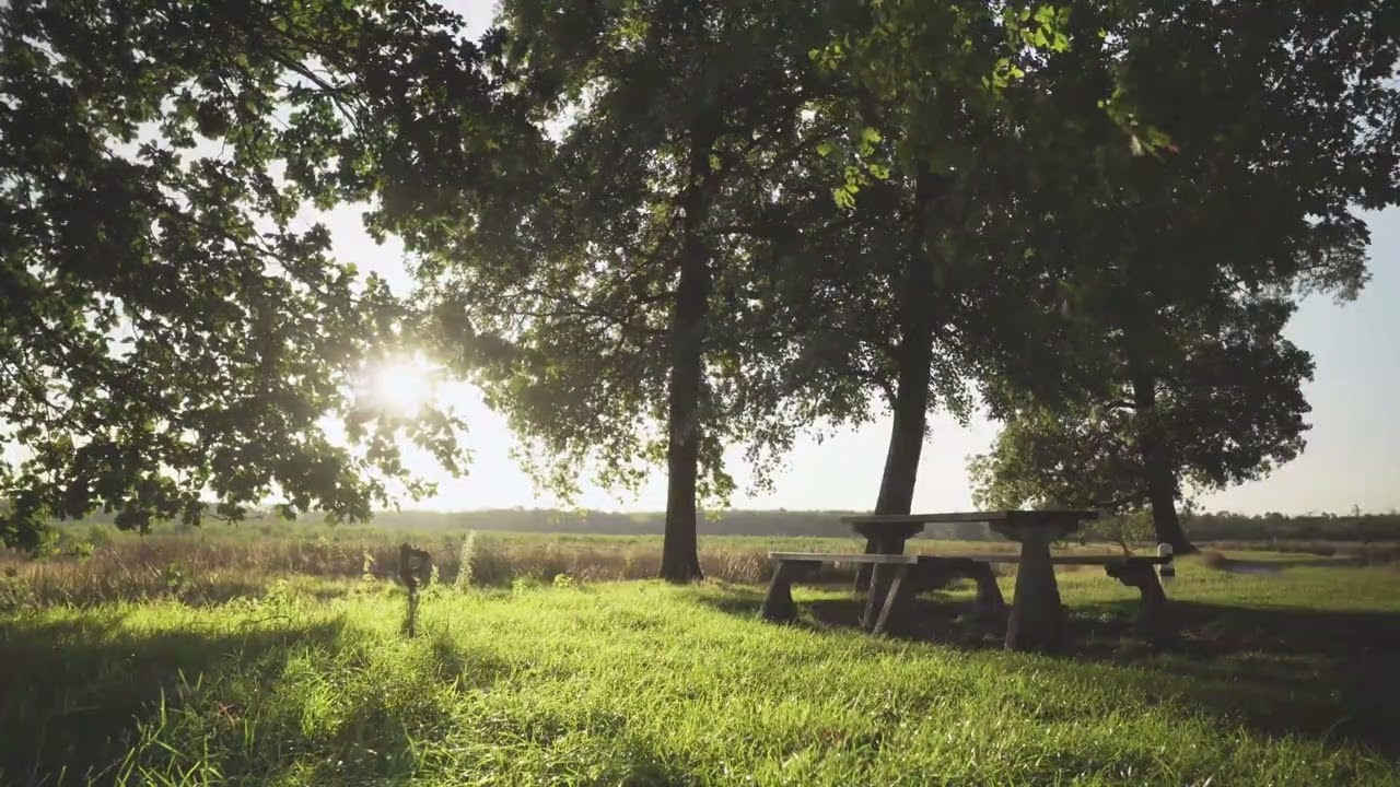 Солнечный свет сквозь деревья/Кадлма #дерево #закат #восход #солнечныйсвет #расслабляющийпейзаж #...
