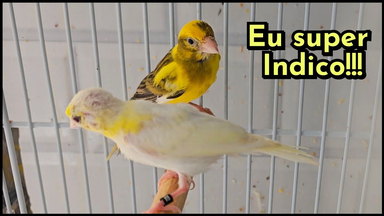 Uma ótima raça pra começar a criar! ##canaril #hobby 