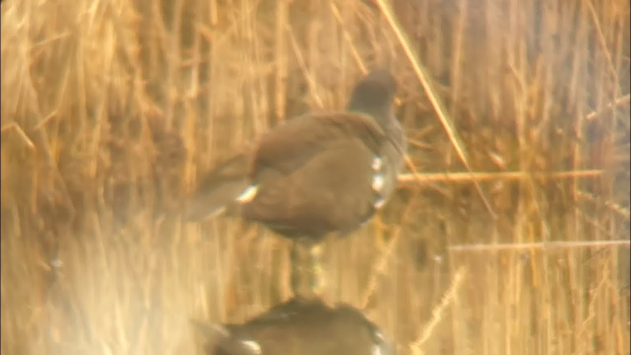 Patropika dieren park ennatuur