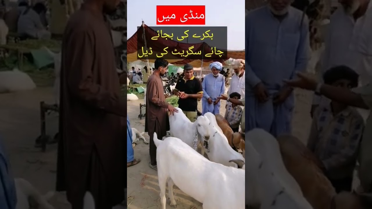 Bakra Mandi me Cigarette ki Dealing | Bakry ki bjaye Cigarette | #shorts #shortvideo #cow #qurbani
