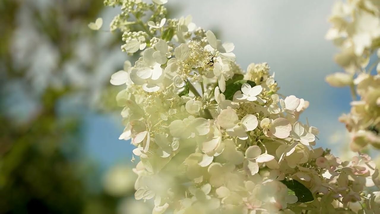 Nino Garden in the Summer - Ninohe, Japan