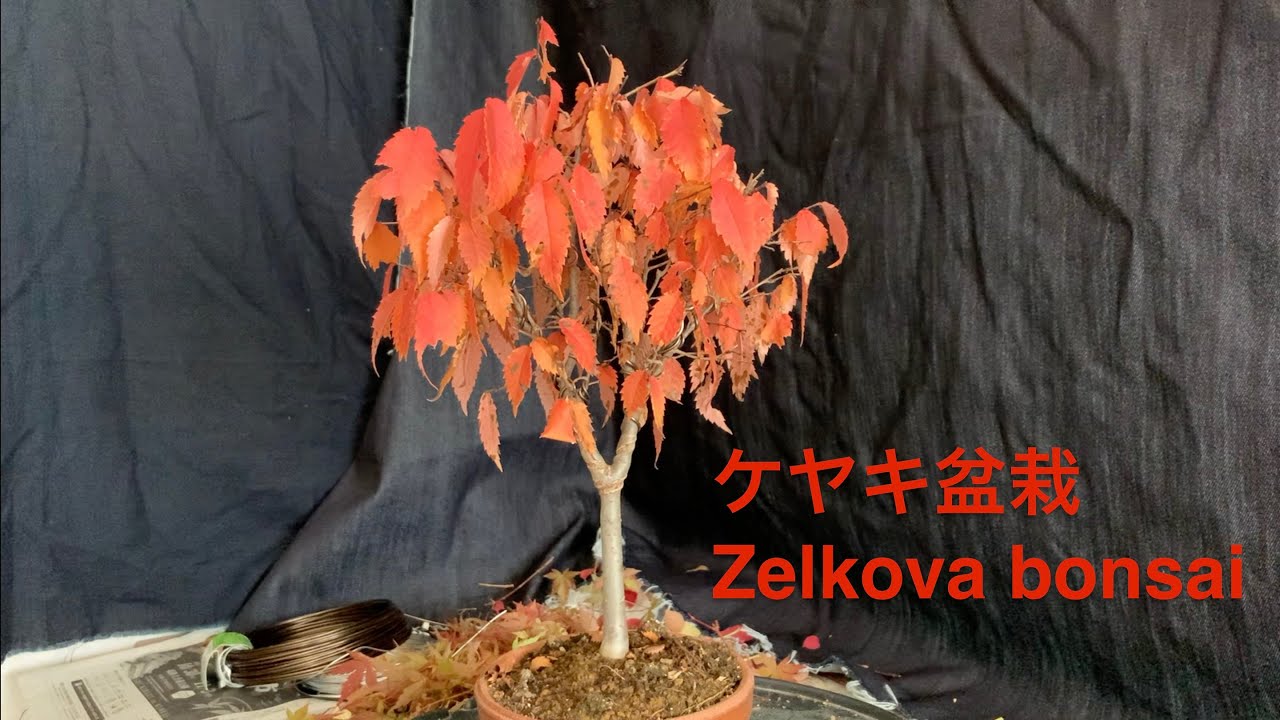 ケヤキ盆栽 Zelkova bonsai