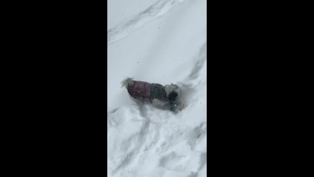 Snow day with Zaya ❄️🐾