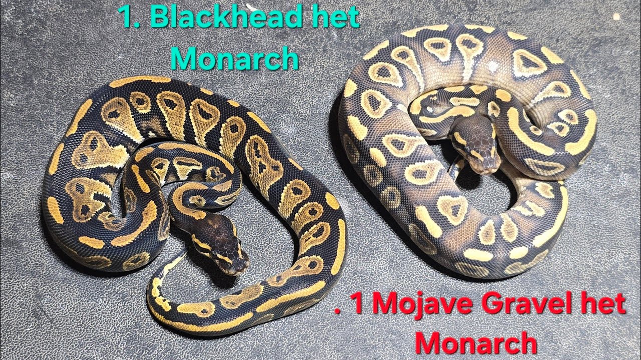 Получите пару 100% гелевых Monarch — вот как!