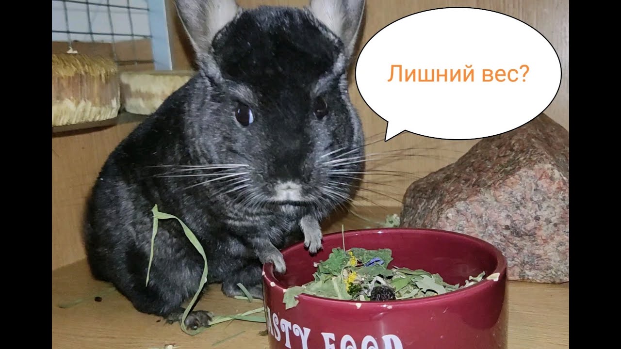 Лишний вес у шиншилл