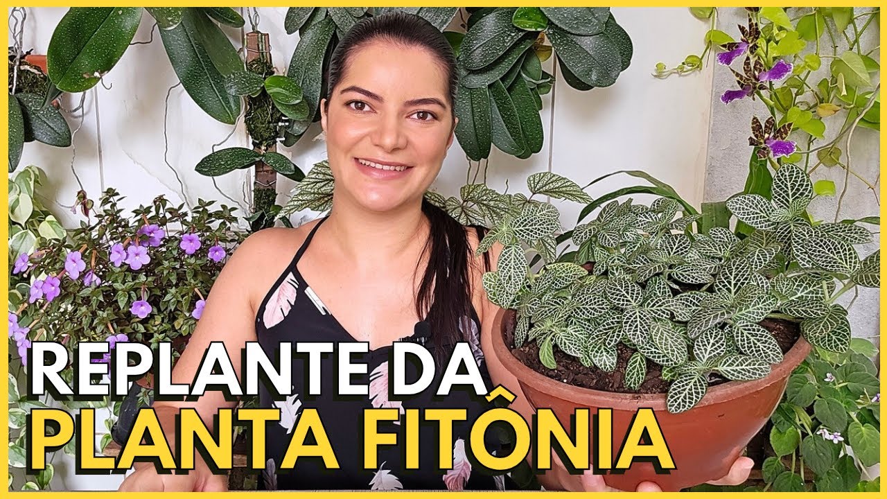 FIT&Ocirc;NIA OU PLANTA MOSAICO COMO PLANTAR E CULTIVAR 🪴🥰