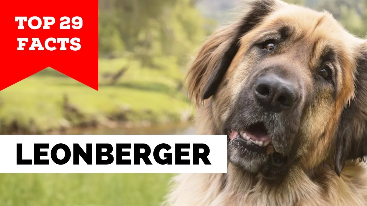 99% of Leonberger Owners Don't Know This