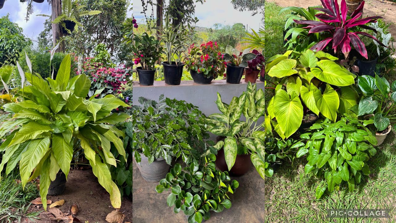 Varanda Cheia de Plantas e Flores Lindas 🌿✨