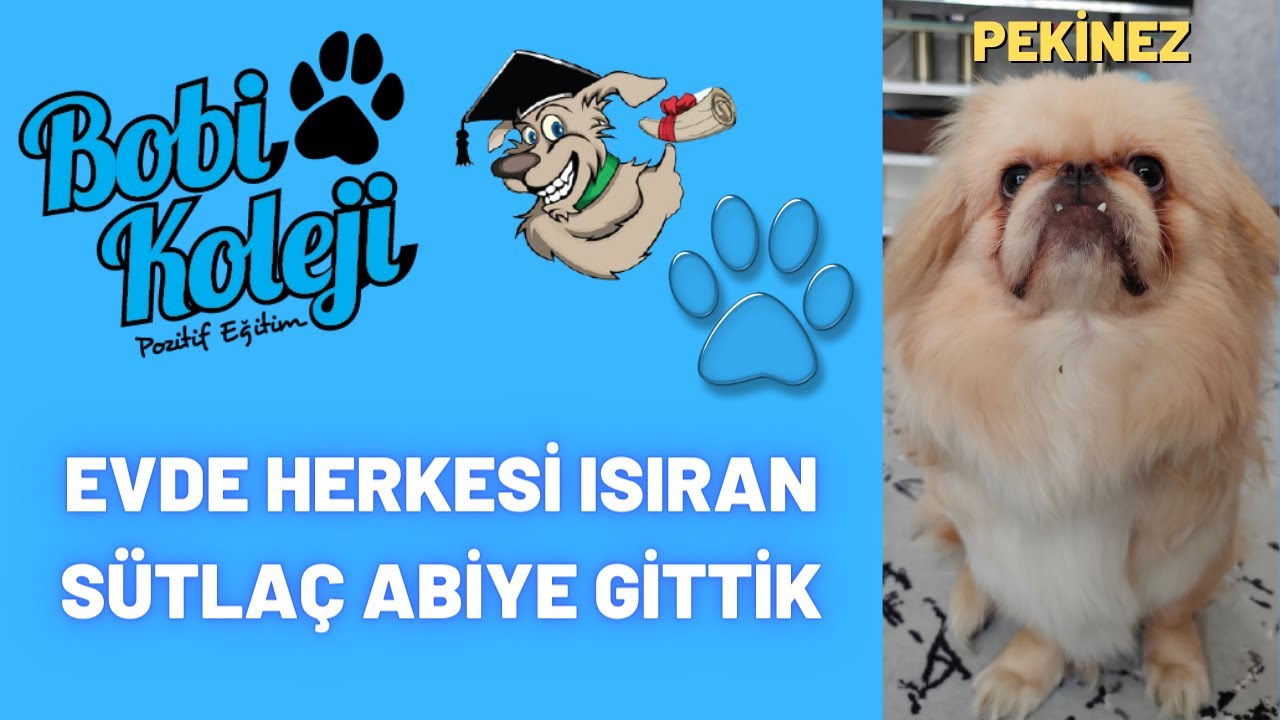 Köpekler de obje koruma nasıl önlenir. Evde köpek eğitimi.