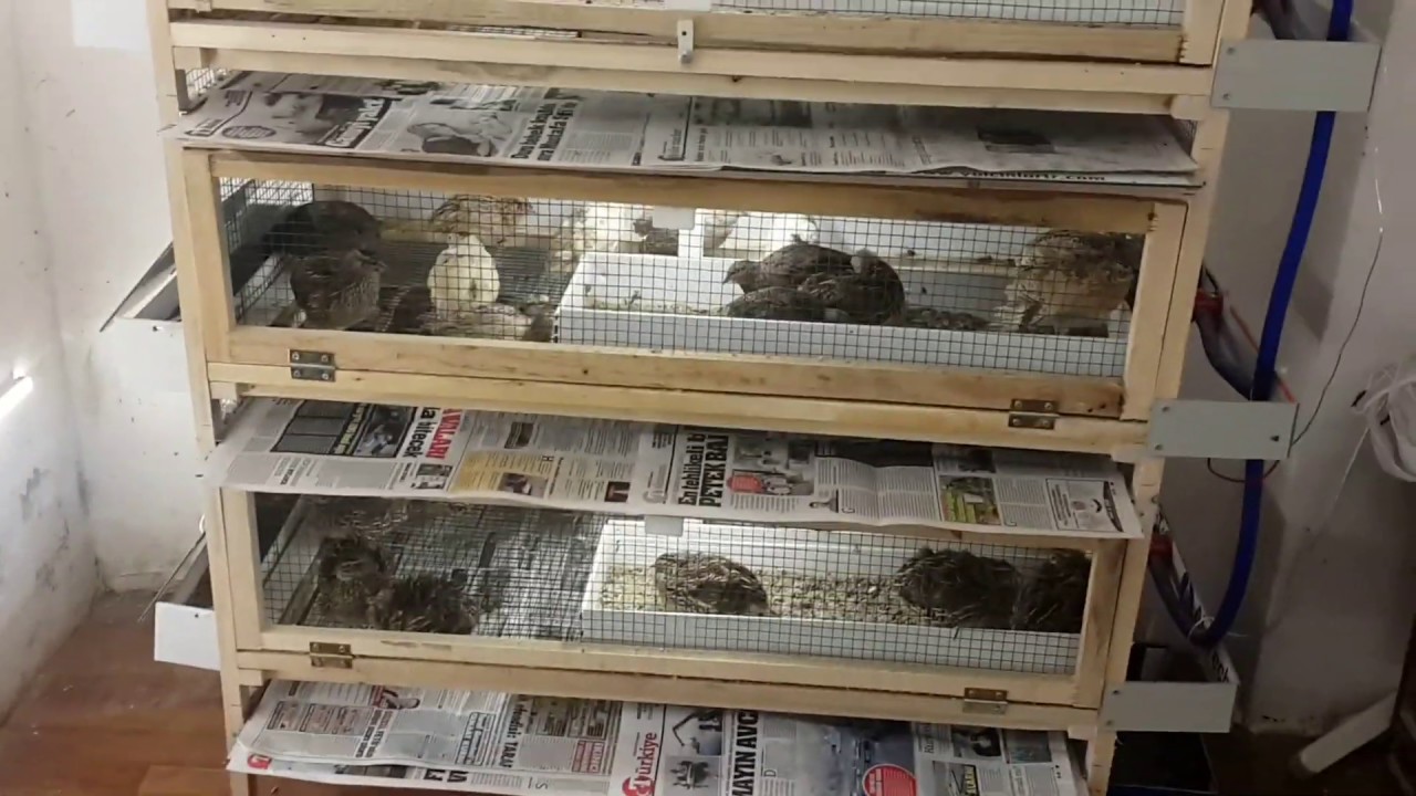 Bıldırcın Kafesi En Ucuz Maliyeti