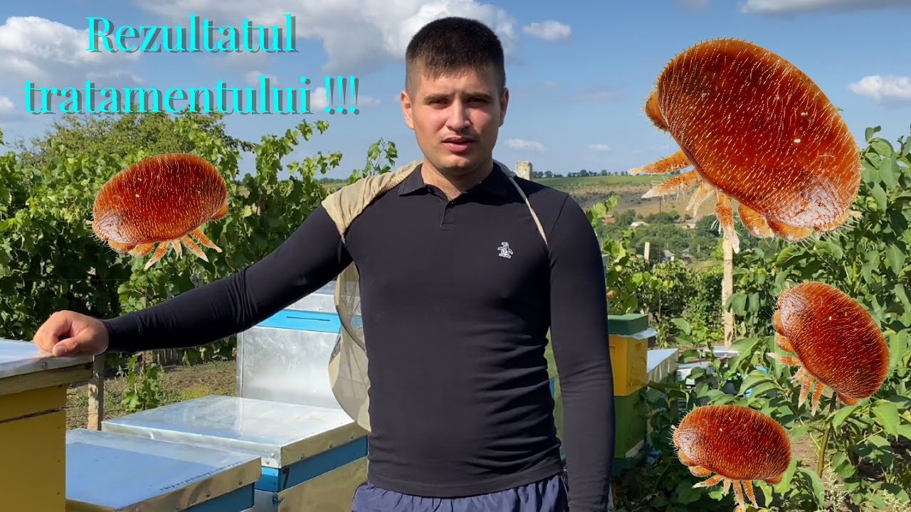 Rezultatul tratamentului cu Varachet (2022)