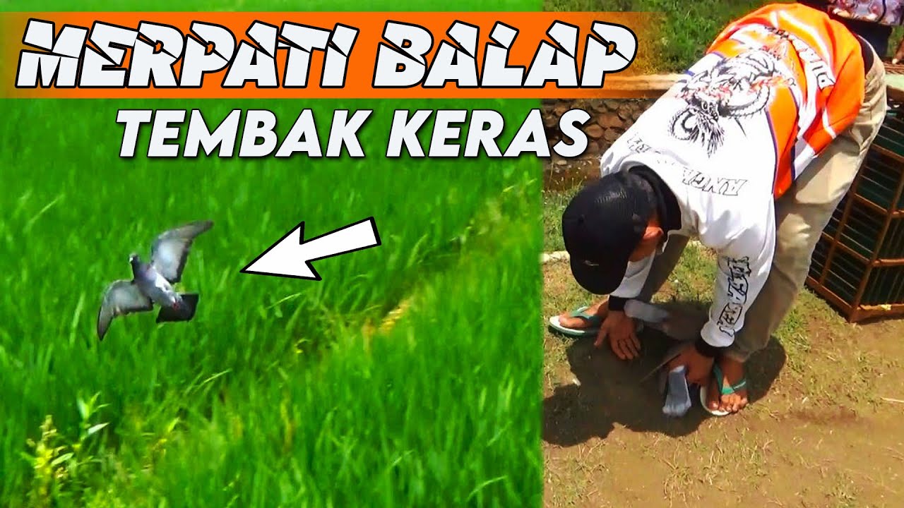 ⚡️CARA MELATIH MERPATI TEMBAK KERAS DAN GARANG BALAP SPRINT⚡️#3