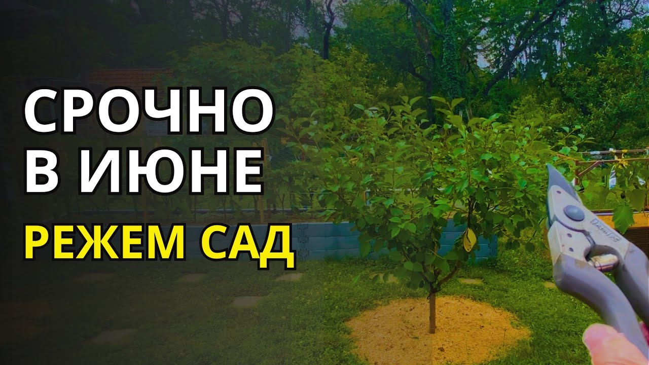Срочно сделайте обрезку САДА в июне, иначе урожая не будет!