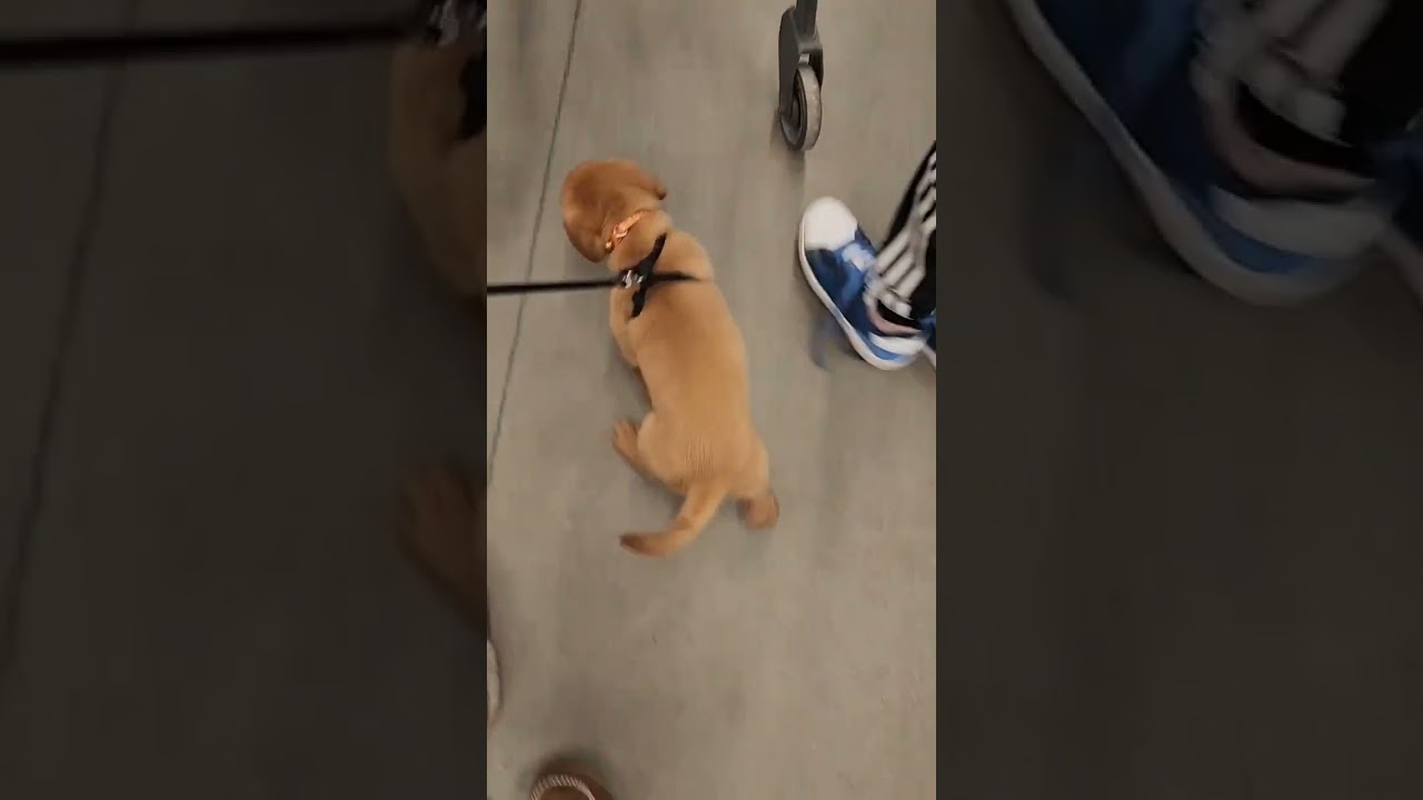 Labrador Retriever Puppy's First Shopping Trip to Petsmart #puppy #labrador #cutepuppy #petsmart