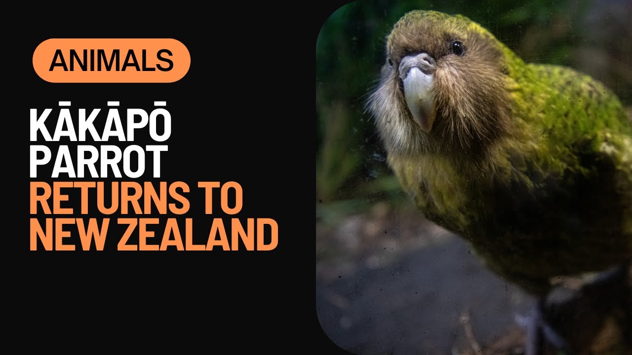 The Kākāpō Comeback: After 40 Years, New Zealand's Endangered Parrot is Back on the Mainland 🦜