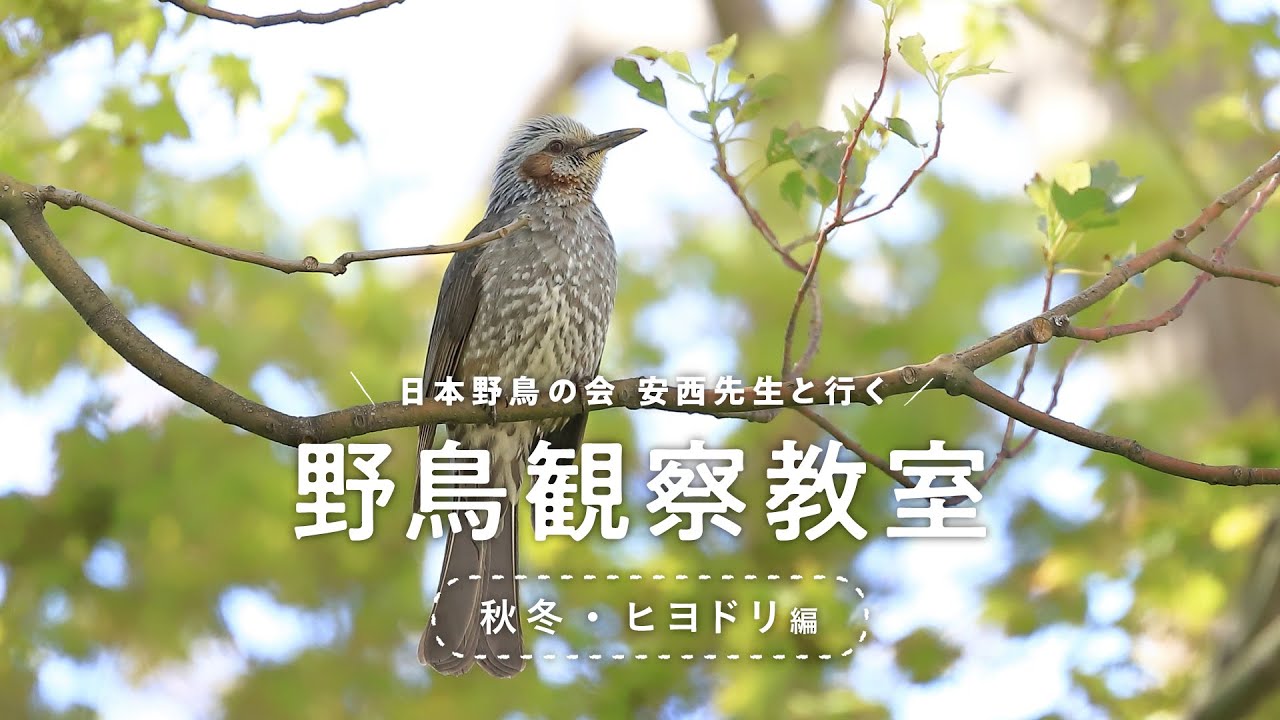 【解説：日本野鳥の会】動画で野鳥観察～ヒヨドリの生態～ (Canon Official)