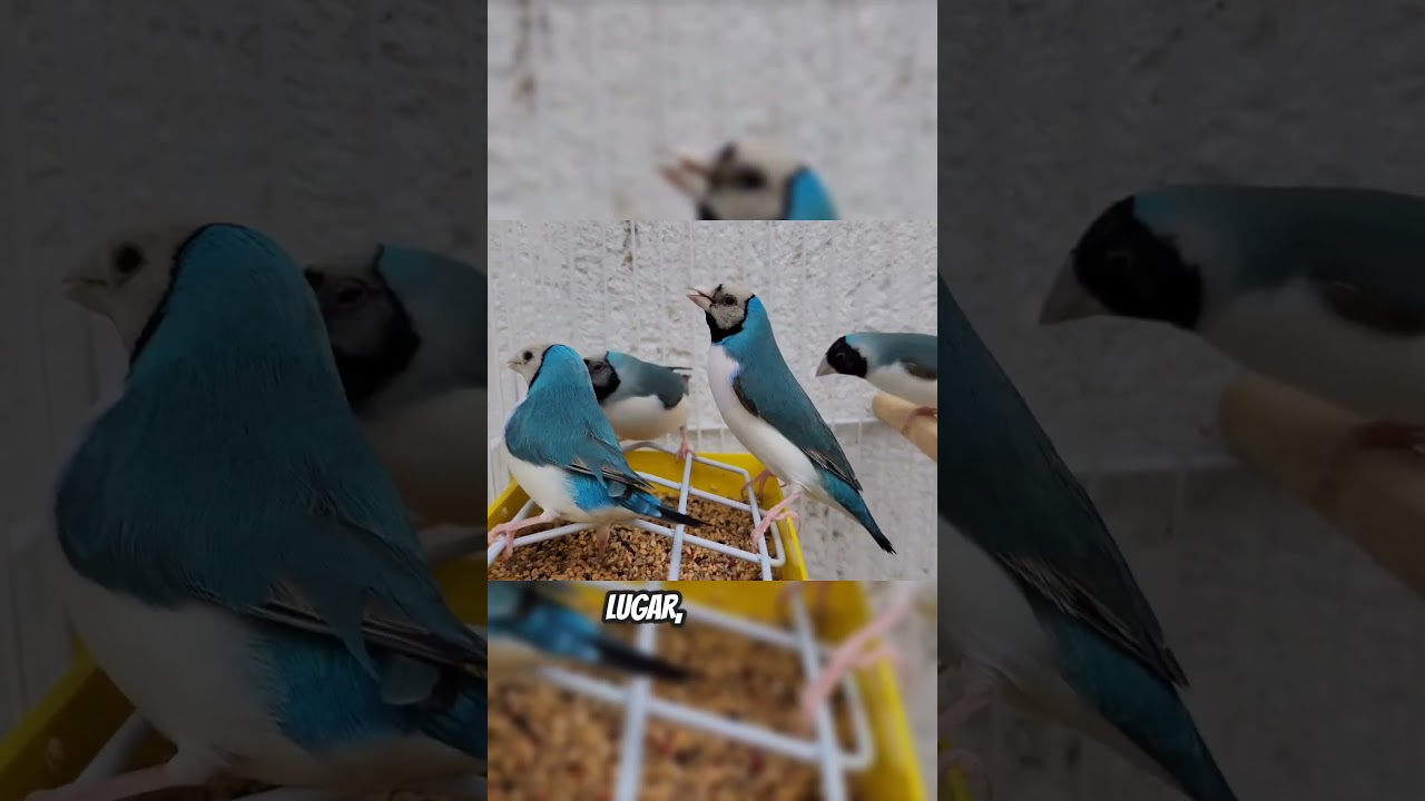 Diamante de Gould #passaros #aves #marceloarrudacriador