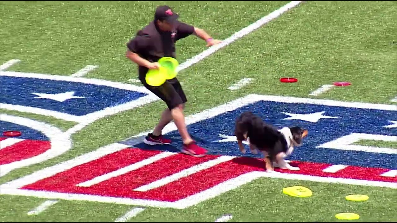 Performance Dogs of Ohio USFL Professional Football Halftime Show Disc Frisbee Canine Entertainment