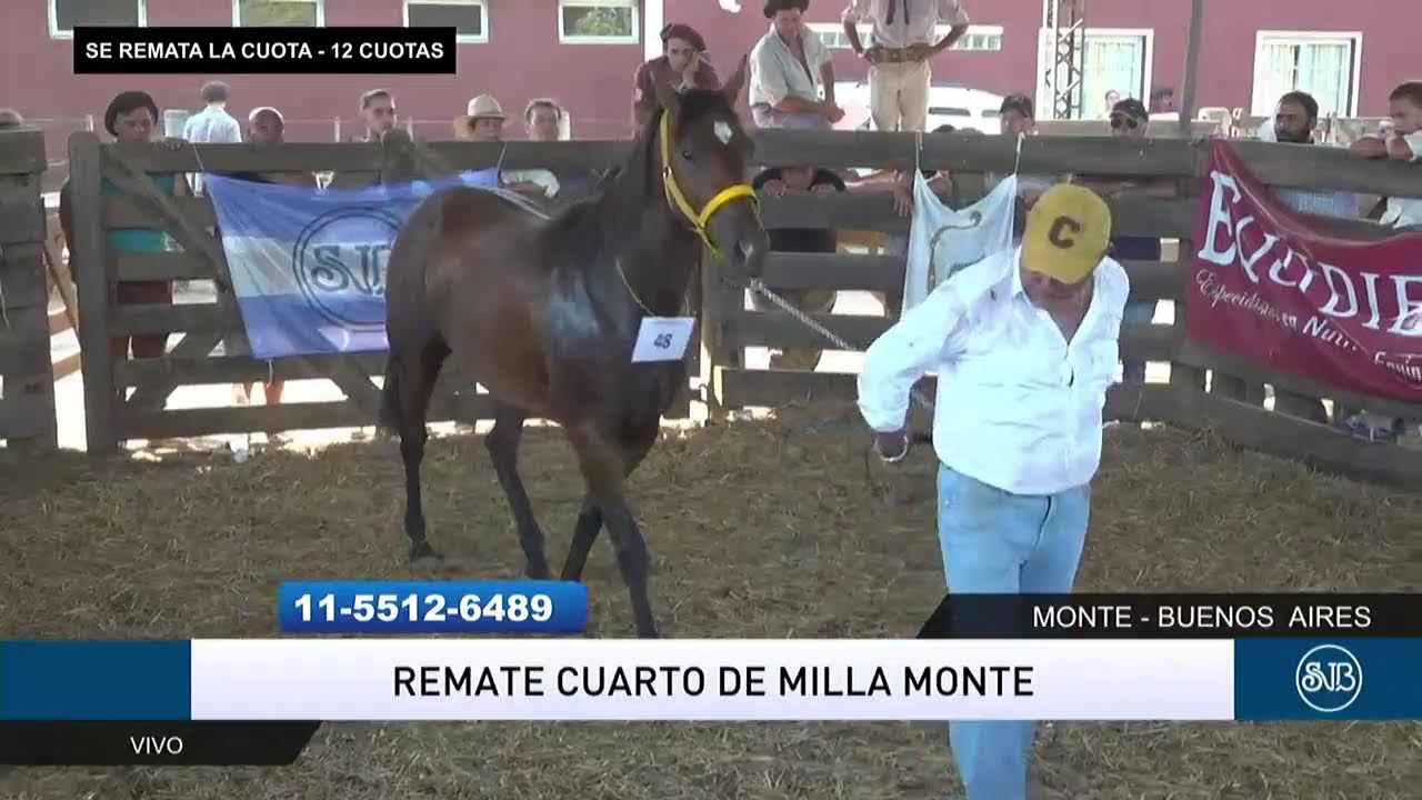 11-03-23 - 10° REMATE CABALLOS CUARTO DE MILLA  - SAENZ VALIENTE BULLRICH