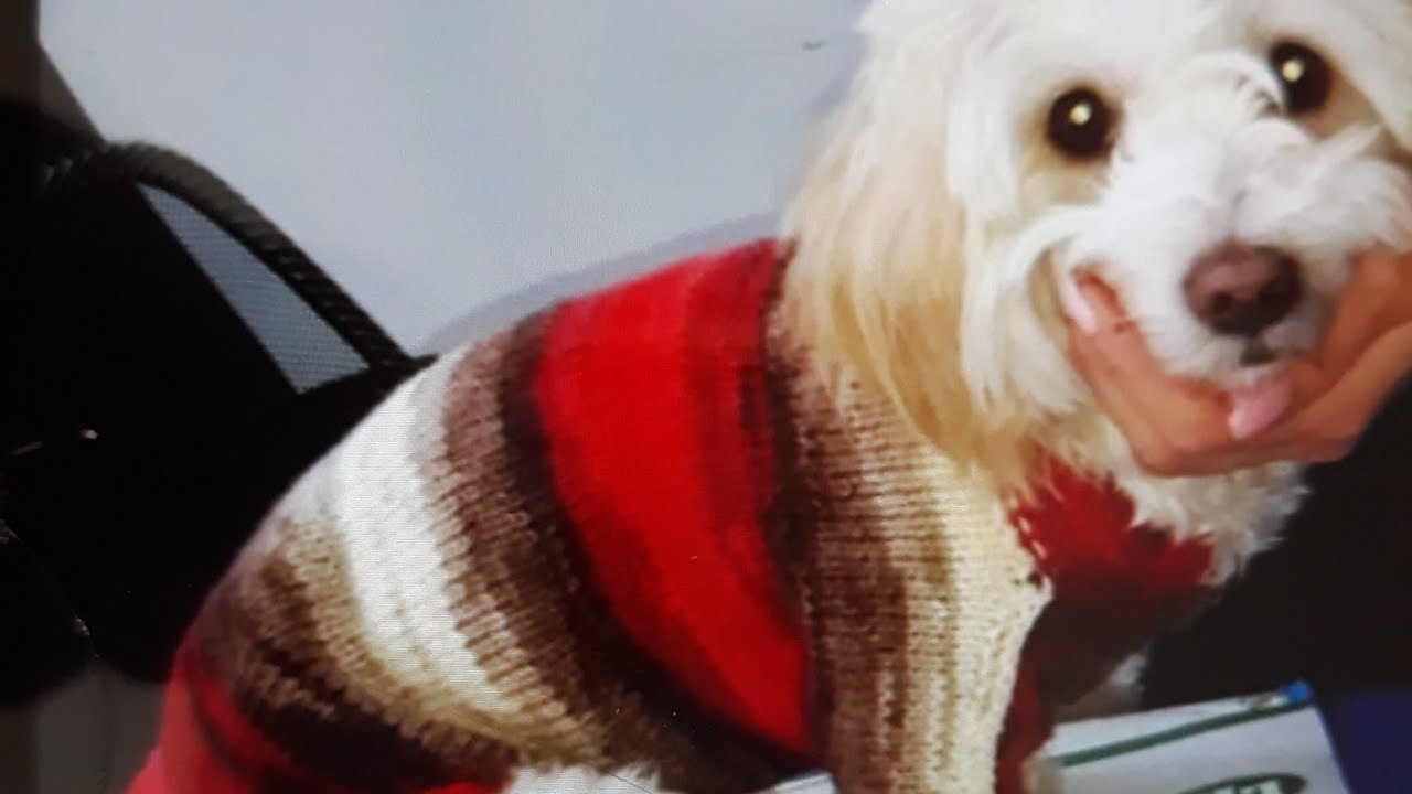 Cum tricotăm cardigan pentru căței!.Sueter de perro.Hunde pullover.Maglione per cani.Dog sweater.
