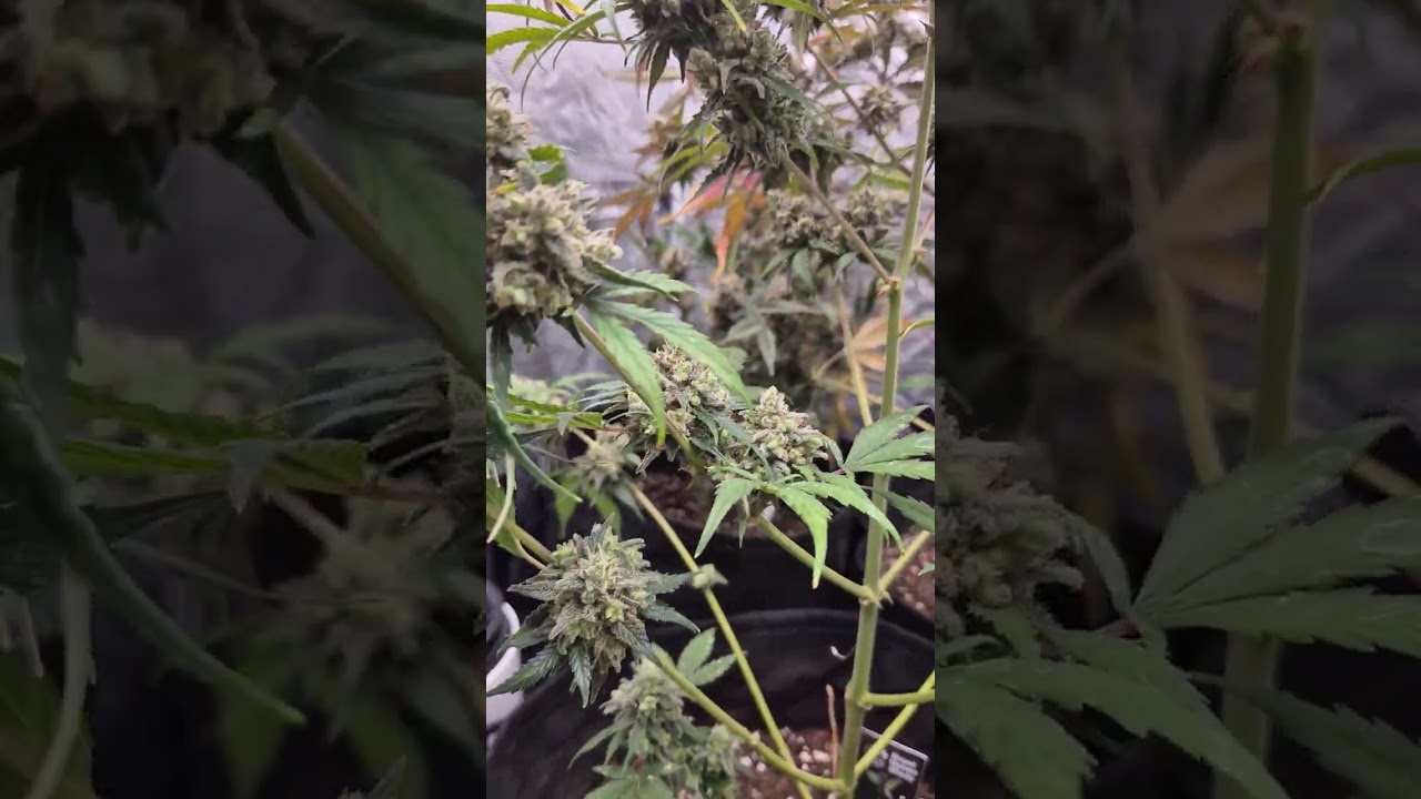 Wedding Cake Auto Week 12