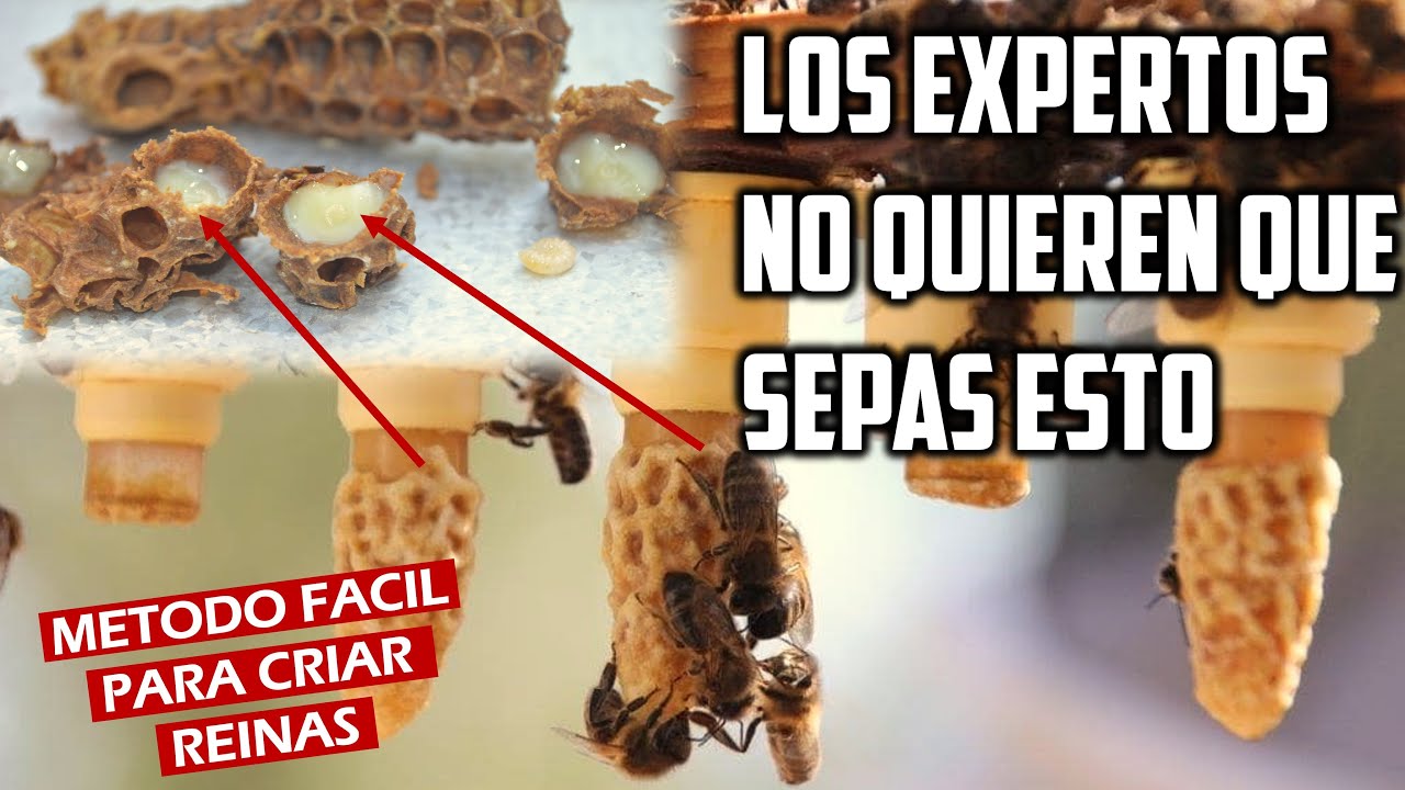 Como criar Abejas Reinas Metodo Facil  #apicultura