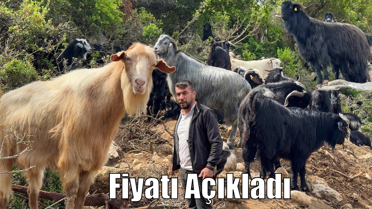 Osmaniye’li Besicisi Fiyat Açıkladı ‼️ Kurbanlık Fiyatları 2025