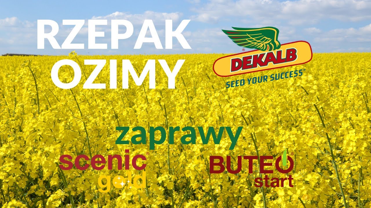 Nowości w odmianach rzepaku ozimego DEKALB i w zaprawach firmy Bayer | życierolnika.pl