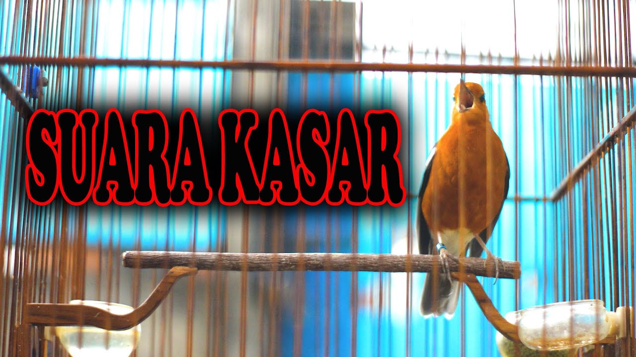 ANIS MERAH NGEPLONG LAGU KASAR, pancingan EMOSI ANIS MERAH