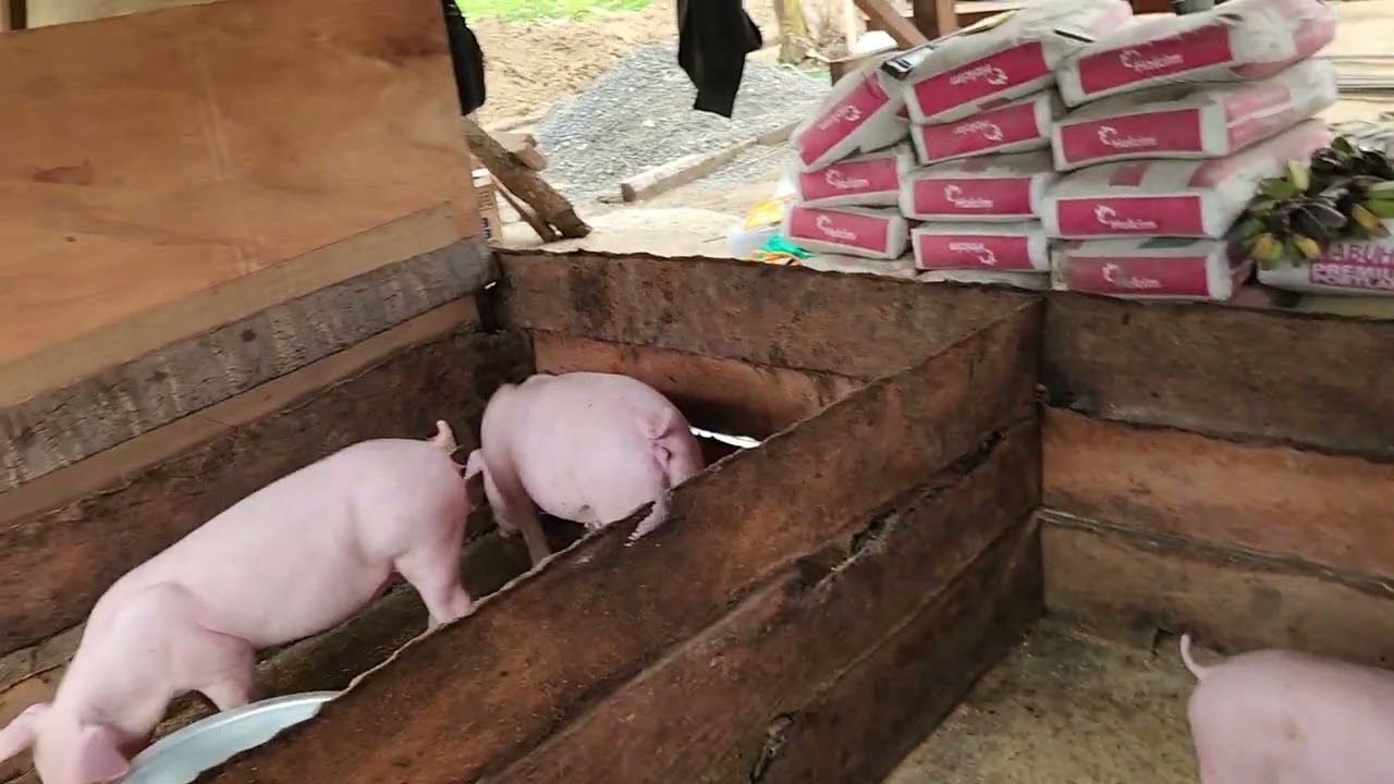 Farm update with more pigs