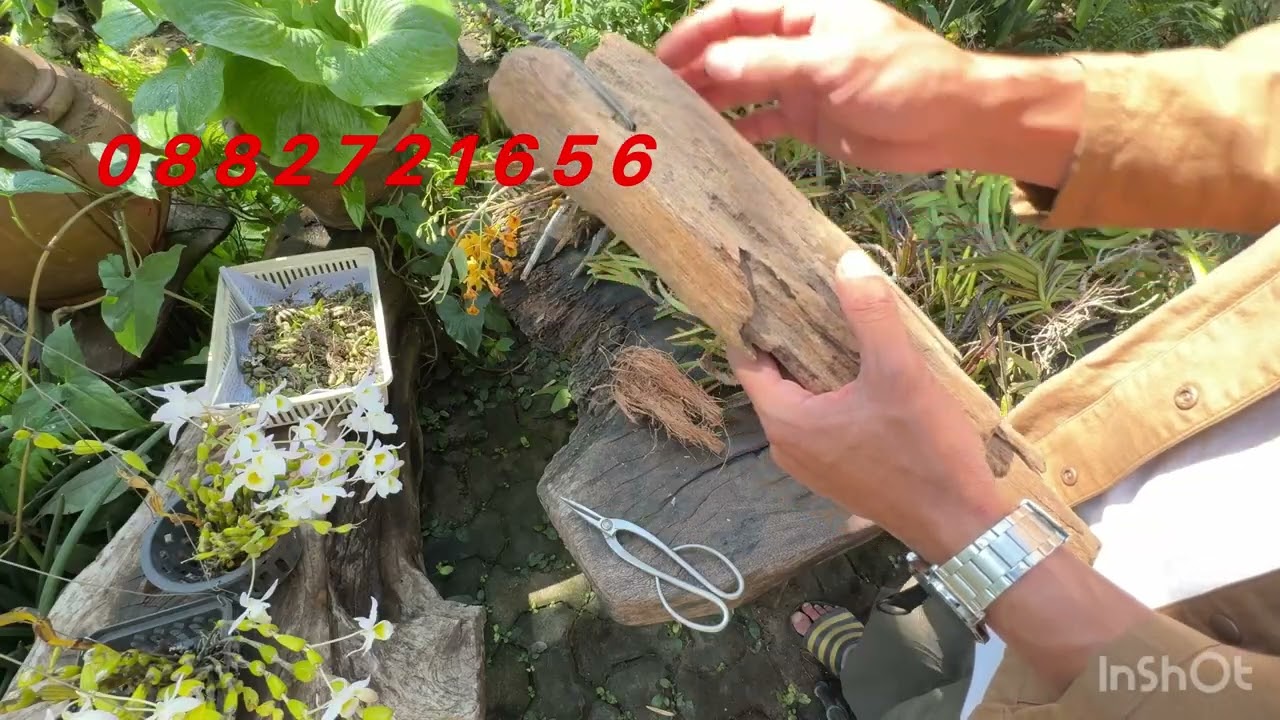 ขายกล้วยไม้ตอนที่ 21  #orchid #กล้วยไม้ป่า #กล้วยไม้ 