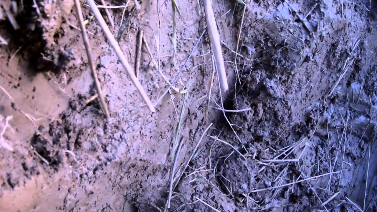 Goose Shooting Wtih DJ Decoys.com