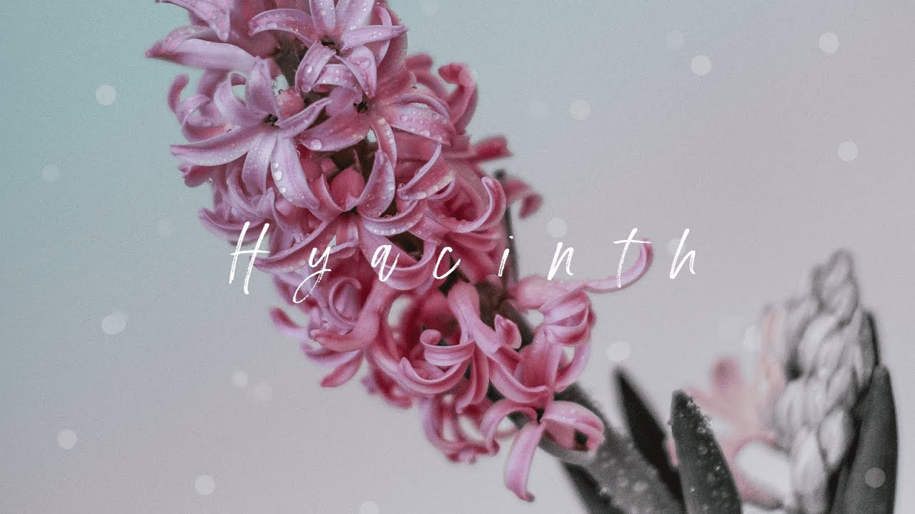 [Artcore] sion. - Hyacinth