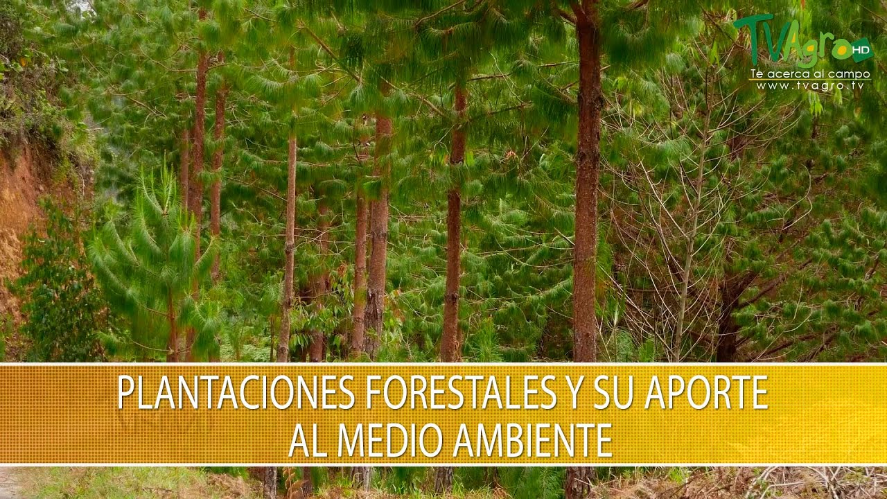 Plantaciones Forestales y su Aporte al Medio Ambiente- TvAgro por Juan Gonzalo Angel Restrepo