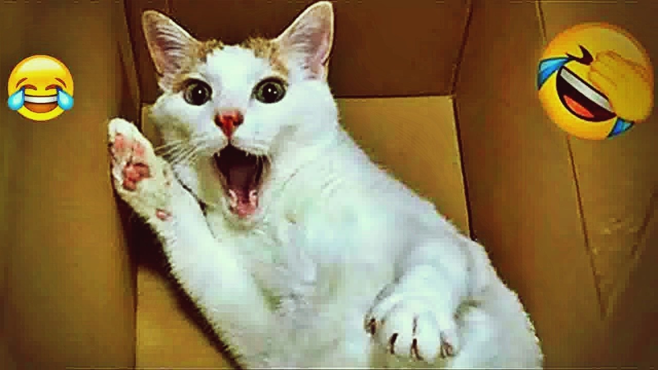 Try Not To Laugh 😹 Funniest Cats & Dogs 😻 Funny Animals