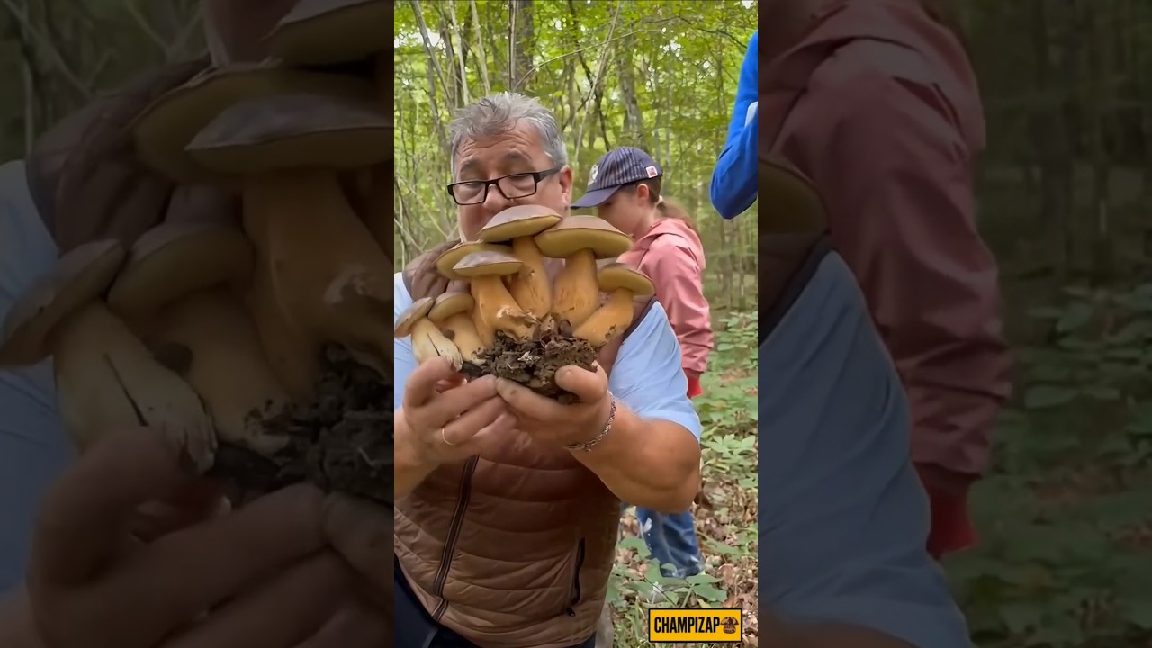 #champignons #c&egrave;pes #bolets #nature #cueillette #mushrooms #porcini #wildmushrooms #foraging #shorts